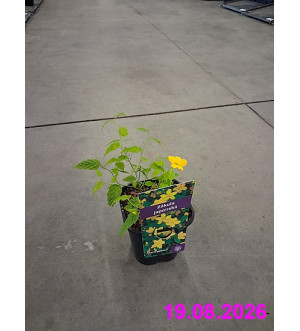 Kerria japonica C 1,4 L